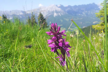 Nature pure dans les montagnes - vacances de randonnée Alpes de Kitzbühel