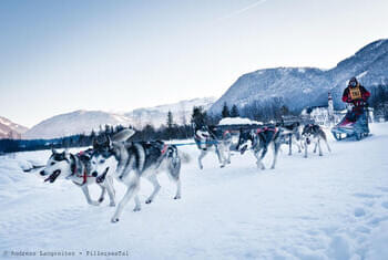 Camp de chiens de traîneau Pillersee © Andreas Langreiter - PillerseeTal