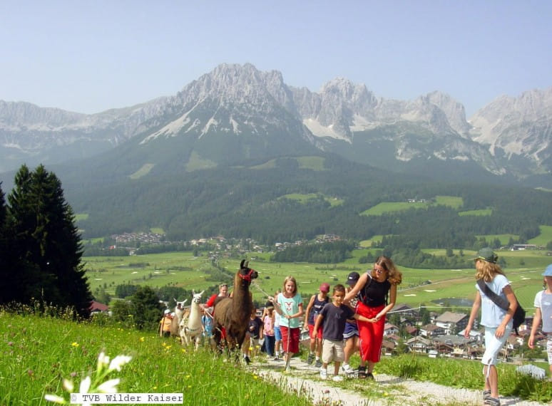 wk_170_lamatrekking_tvbwilderkaiser_1.jpg